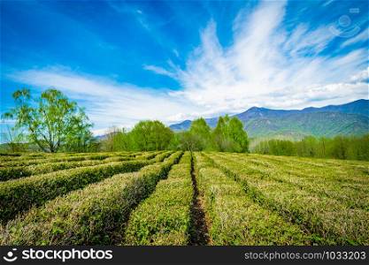 Tea plantations in the valley among the hills