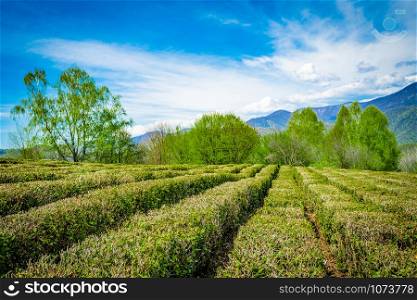 Tea plantations in the valley among the hills