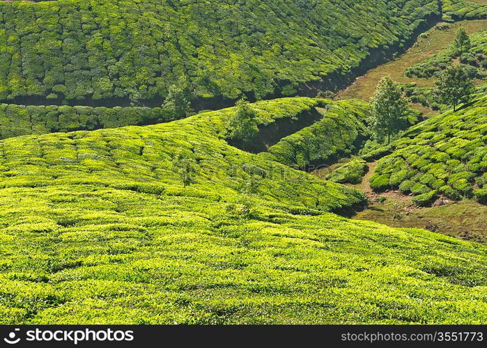 Tea plantations. Munnar, Kerala, India