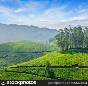 Tea plantations. Munnar, Kerala, India