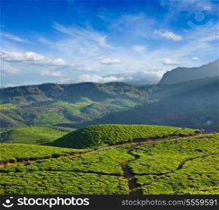 Tea plantations on sunrise. Munnar, Kerala, India