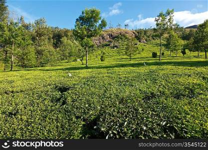 Tea plantations on surise. Munnar, Kerala, India