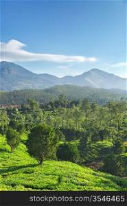 Tea plantations on surise. Munnar, Kerala, India