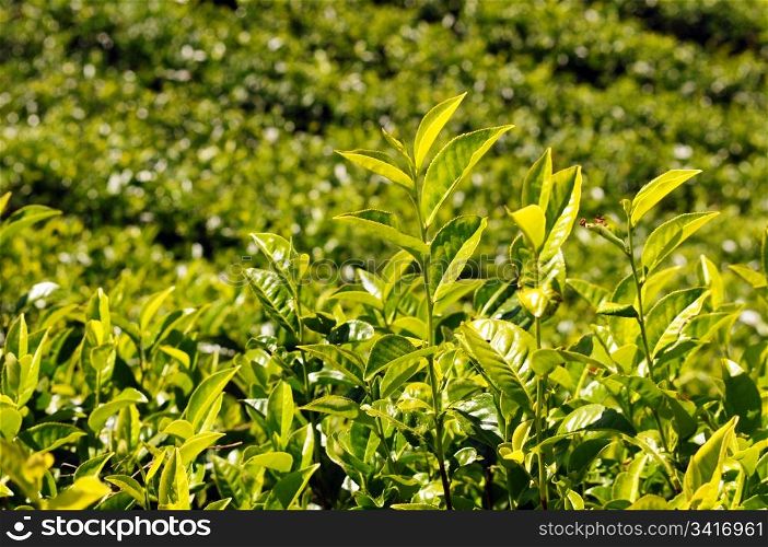 Tea plantations under the sun in the morning