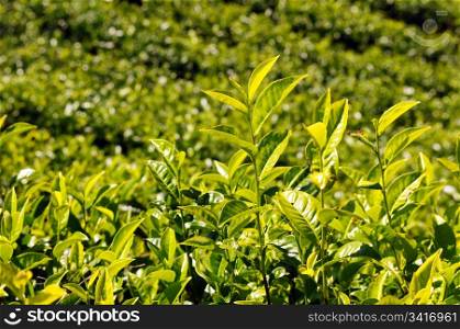 Tea plantations under the sun in the morning