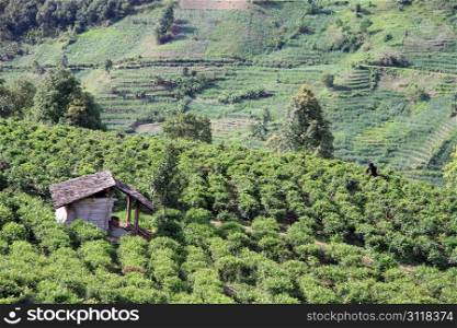 Tea plantatopn in Yunnan, China