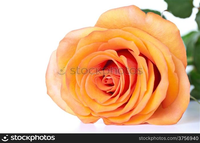 Tea rose with leaves on white background. Copy space