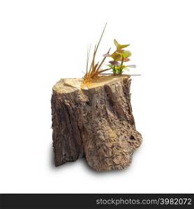 Teak stump isolated on white background with clipping path, The stump of a teak tree that has been cut short.. Teak stump isolated on white background