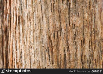 teak tree bark texture