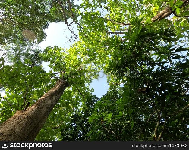 teak tree looking up with sunlight