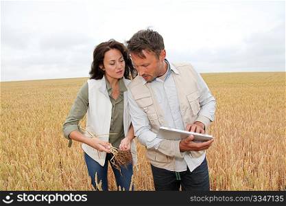 Team of agronomists analysing wheat cereal in field