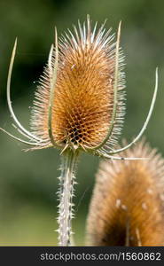 Teasels (Dipsacus) flowering in the Surrey countryside