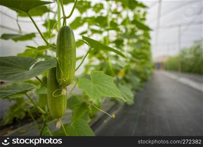 Technology for growing vegetables in greenhouses
