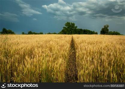 Technology path through the field with grain and cloudy sky, summer rural view