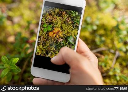 technology, picking season and people concept - hand with smartphone using mobile app to identify mushrooms. hand using smartphone to identify mushrooms
