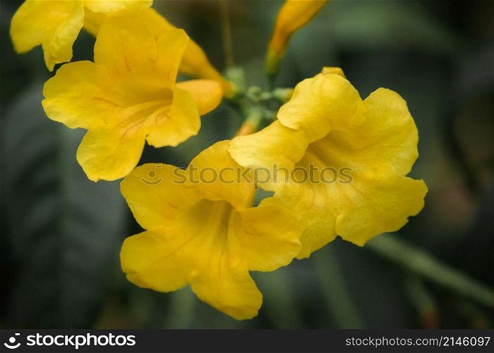 Tecoma stans, bright yellow flowers, easy to grow, popular on the street Propagated by seeds and cuttings.