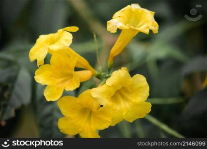 Tecoma stans, bright yellow flowers, easy to grow, popular on the street Propagated by seeds and cuttings.