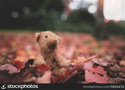 Teddy bear doll sitting on autum leaves at footpath. Front view lost bear toy looking out owith sad face, Lonely ted sitting alone at woodland, International missing children&rsquo;s day