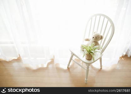 Teddy sat on a chair with a plant