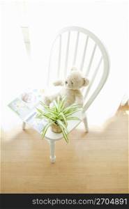 Teddy sat on a chair with a plant