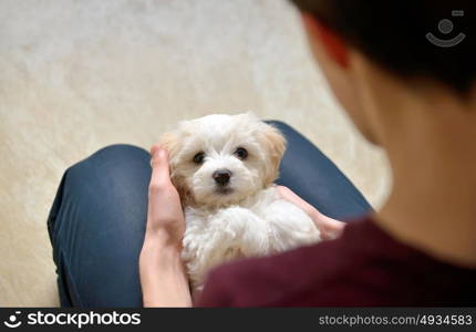 Teen boy play with white puppy maltese dog