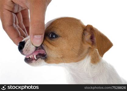 teeth of a purebred puppy jack russel terrier in studio