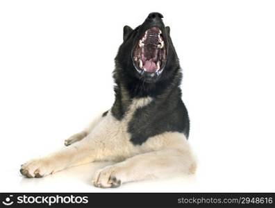 teeth of american akita in front of white background