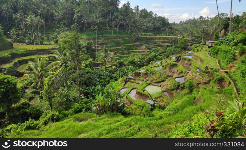 Tegalalang rice terraces in Ubud, Bali. Tegalalang Rice Terrace is one of the famous tourist objects