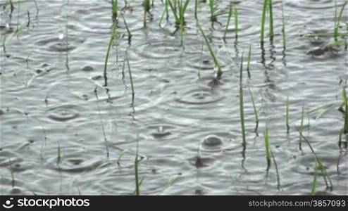 Teich mit Grashalmen im Regen