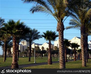 Tel Aviv-palm grove. Tel Aviv - palm grove in the north of the city