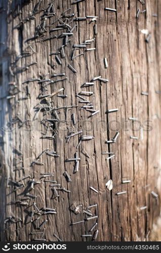 Telephone Pole with Staples