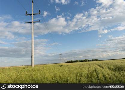 Telephone poles in a field, Lorette, Manitoba, Canada