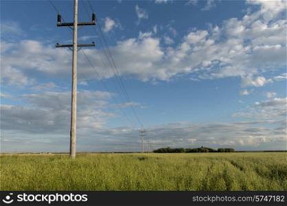 Telephone poles in a field, Lorette, Manitoba, Canada