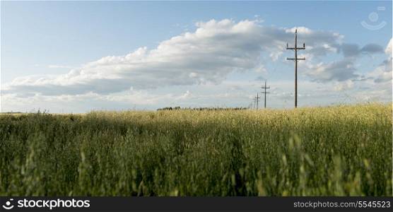 Telephone poles in a prairie field, Lorette, Manitoba, Canada