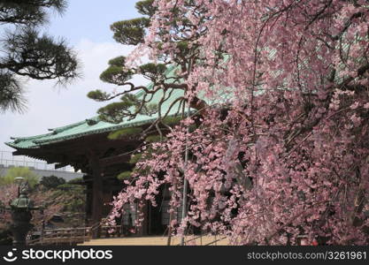 Temple