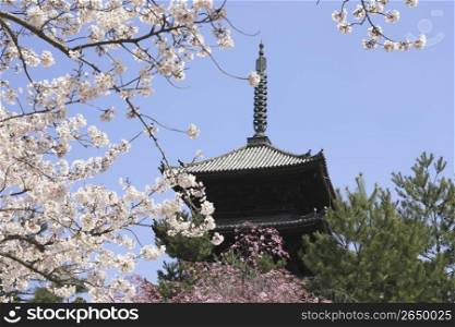 Temple and Cherry blossoms