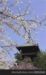 Temple and Cherry blossoms