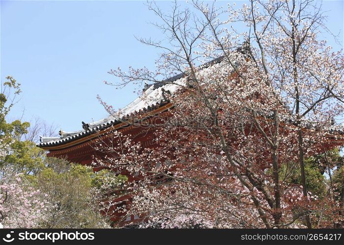 Temple and Cherry tree