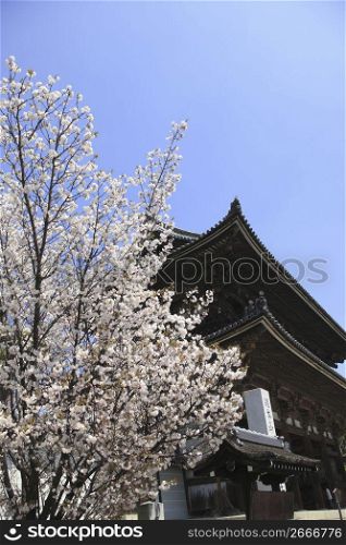 Temple and Cherry tree