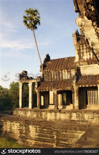 Temple and palm tree in Angkor wat, Cambodia