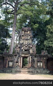 Temple and tree, Angkor, Cambodia