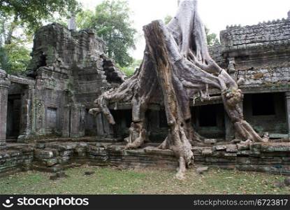 Temple and tree with roots, Angkor, Cambodia