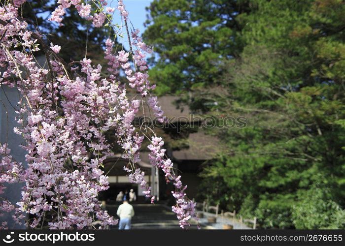 Temple and Weeping cherry tree