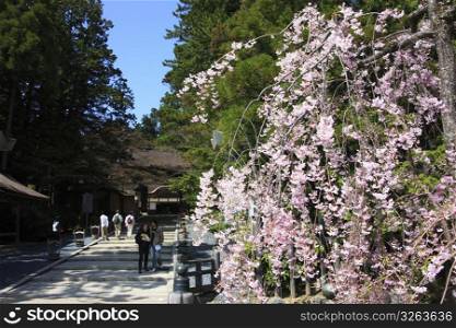 Temple and Weeping cherry tree