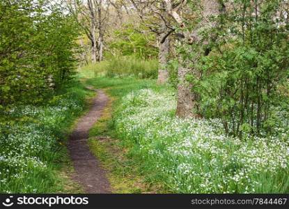 Tender green footpath with shiny flowers and leaves. From the island oland, Sweden