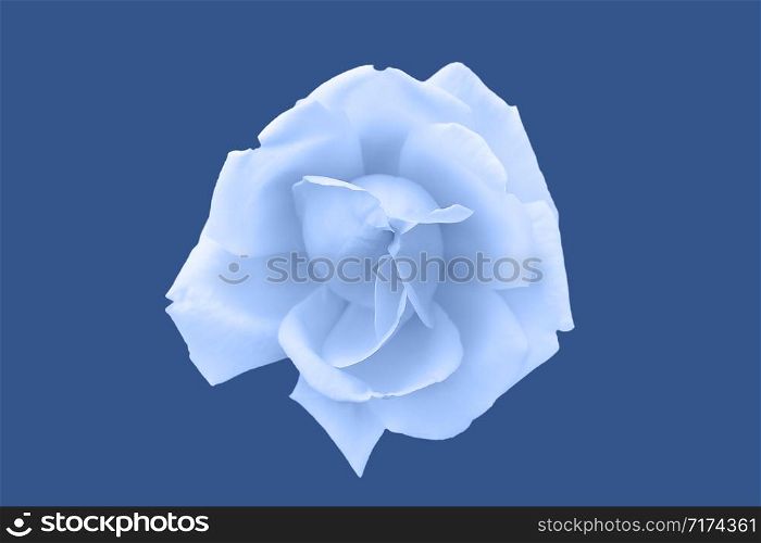 Tender Light blue rose flower head on deep blue background. Top view, close up. Tender Light blue rose flower head on deep blue background.