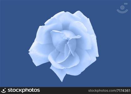 Tender Light blue rose flower head on deep blue background. Top view, close up. Tender Light blue rose flower head on deep blue background.