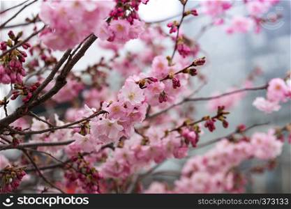 tender pink cherry blossoms, sakura. Japan
