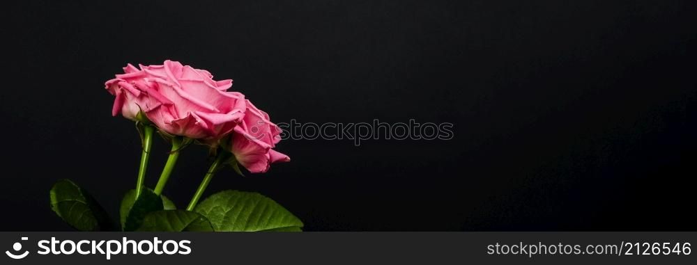 Tender pink roses bouquet isolated on dark background. Trendy banner for Valentines Day, International Womens Day or mothers day. Tender pink roses bouquet isolated on dark background. Trendy banner for Valentines Day, International Womens Day or mothers day.