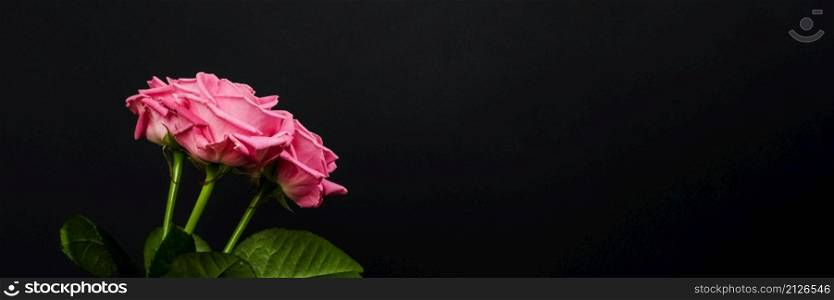 Tender pink roses bouquet isolated on dark background. Trendy banner for Valentines Day, International Womens Day or mothers day. Tender pink roses bouquet isolated on dark background. Trendy banner for Valentines Day, International Womens Day or mothers day.